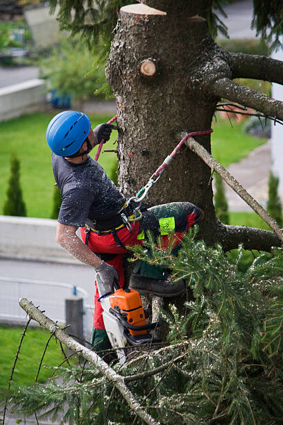 Best Utility Line Clearance  in Pleasanton, TX