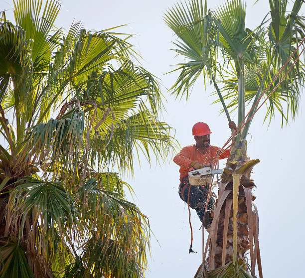 Professional Tree Services in Pleasanton, TX